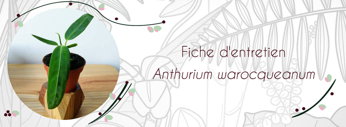 Fiche d'entretien Anthurium warocqueanum