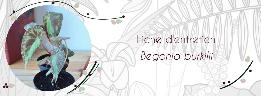 Fiche d'entretien Begonia burkilii