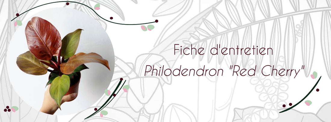 Fiche d'entretien Philodendron 'Red Cherry'