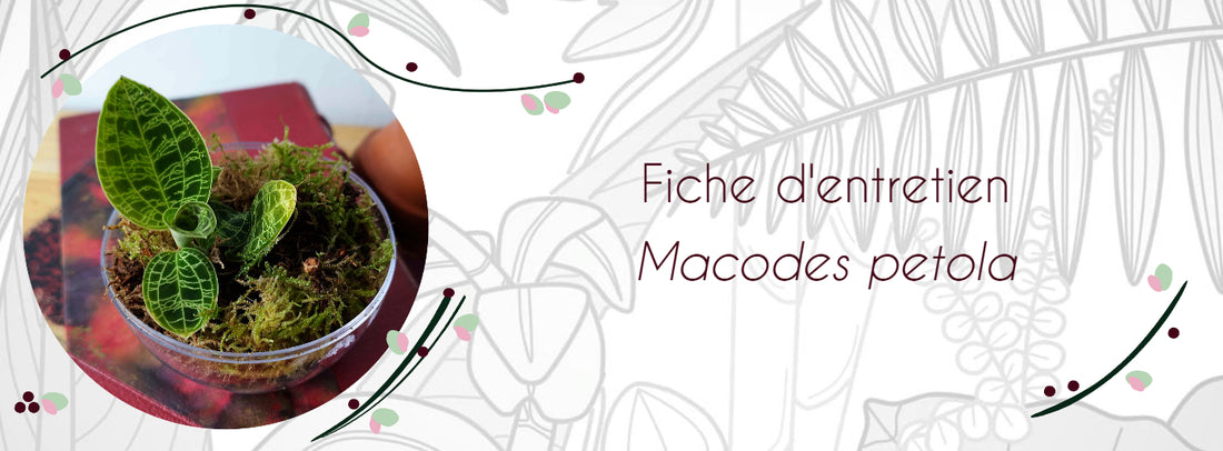 Fiche d'entretien Macodes petola