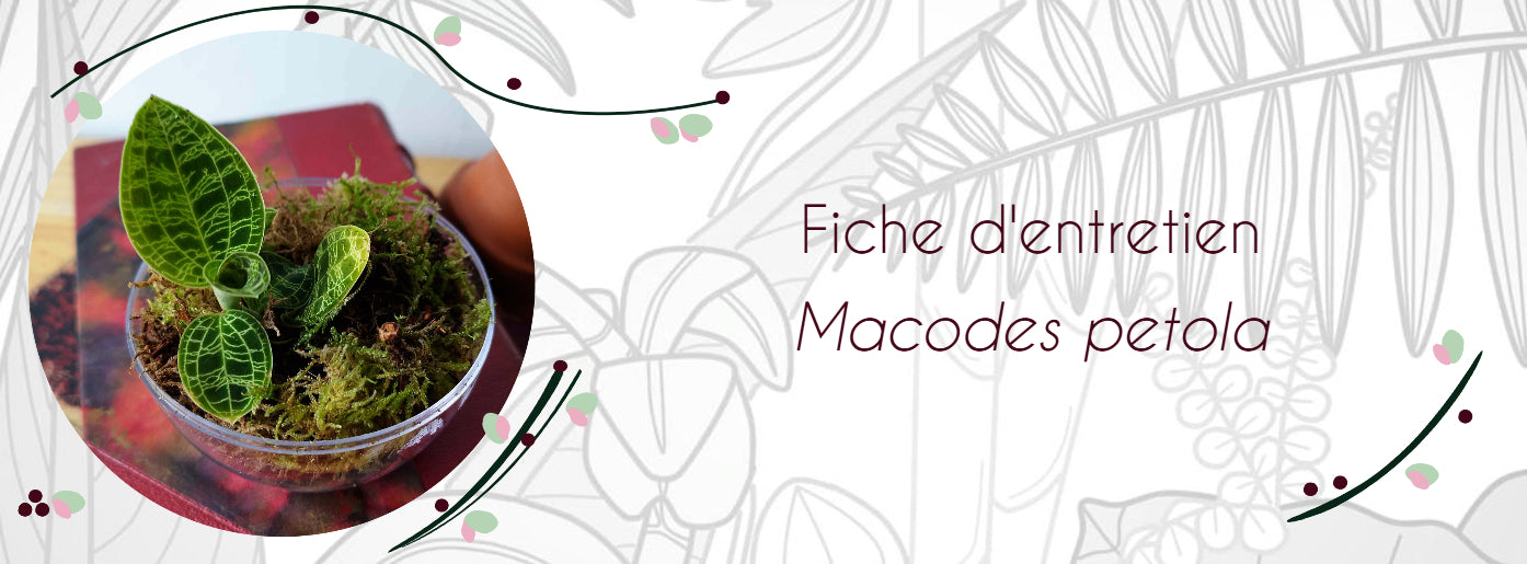 Fiche d'entretien Macodes petola