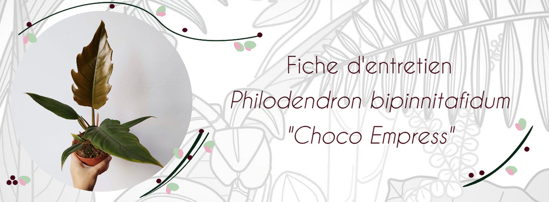Fiche d'entretien Philodendron bipinnitafidum