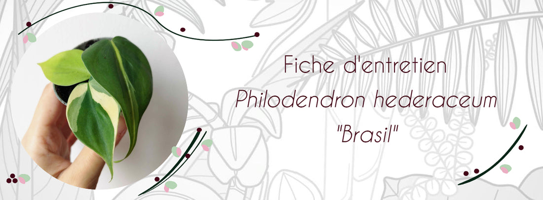 Fiche d'entretien Philodendron hederaceum