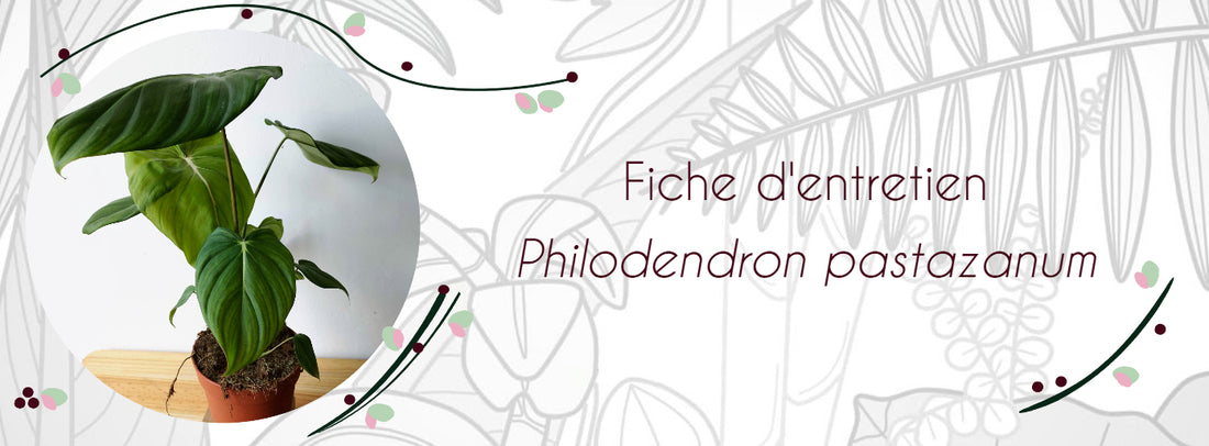 Fiche d'entretien Philodendron pastazanum