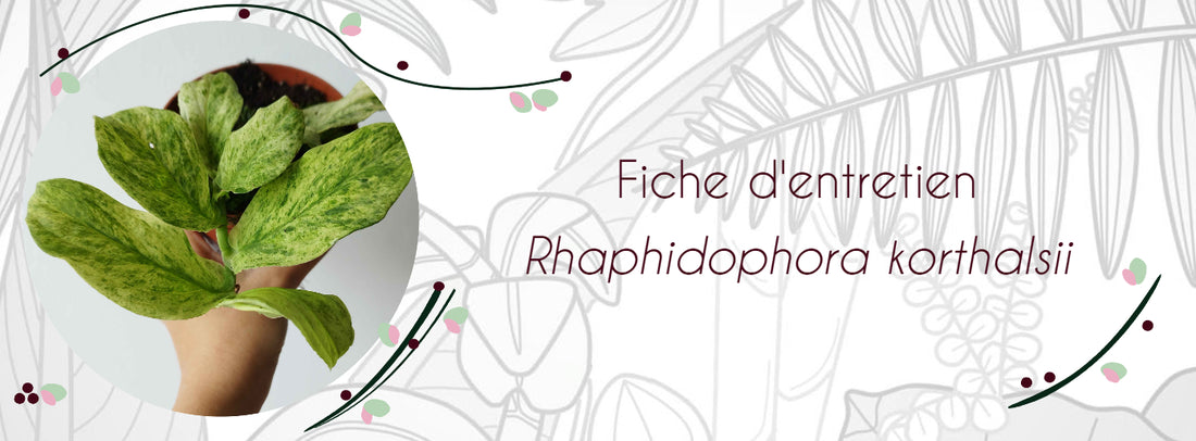 Fiche d'entretien Rhaphidophora korthalsii