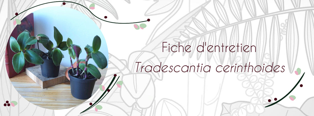 Fiche d'entretien Tradescantia cerinthoides