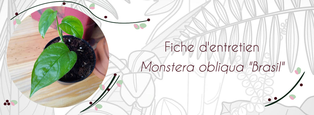 Fiche d'entretien Monstera obliqua "Brasil"