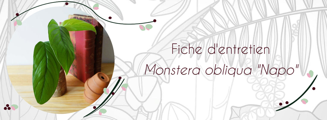 Fiche d'entretien Monstera obliqua "Napo"