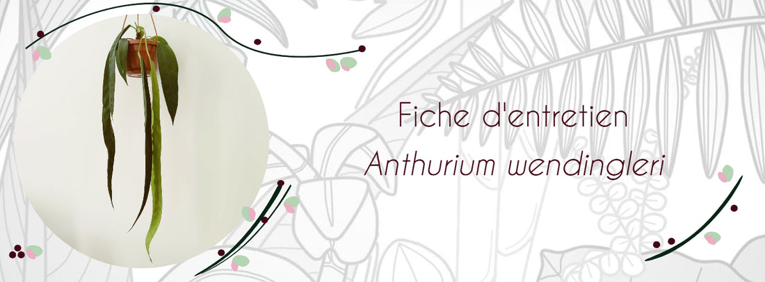 Fiche d'entretien Anthurium wendlingeri