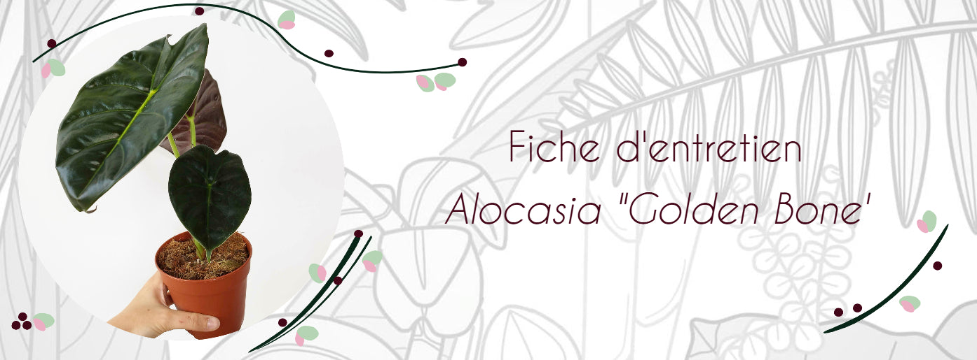 Fiche d'entretien Alocasia 'Golden Bone'