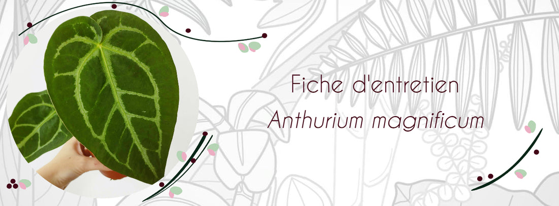 Fiche d'entretien Anthurium magnificum