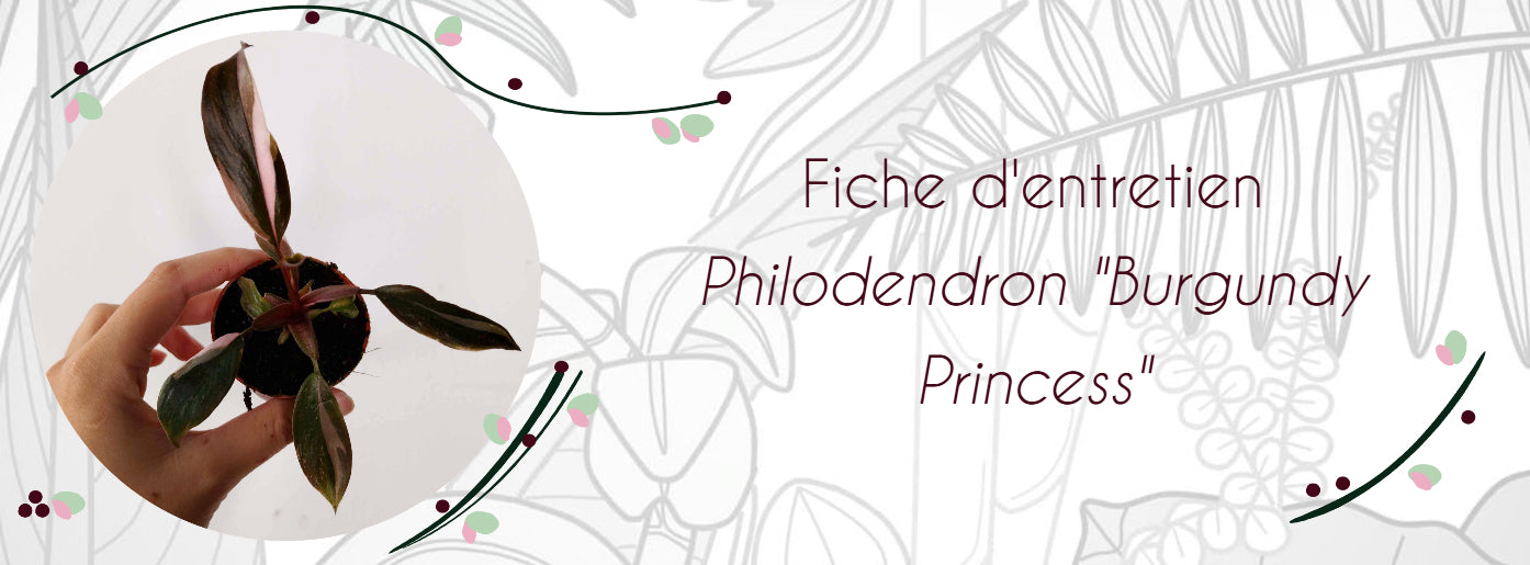 Fiche d'entretien Philodendron 'Burgundy Princess'