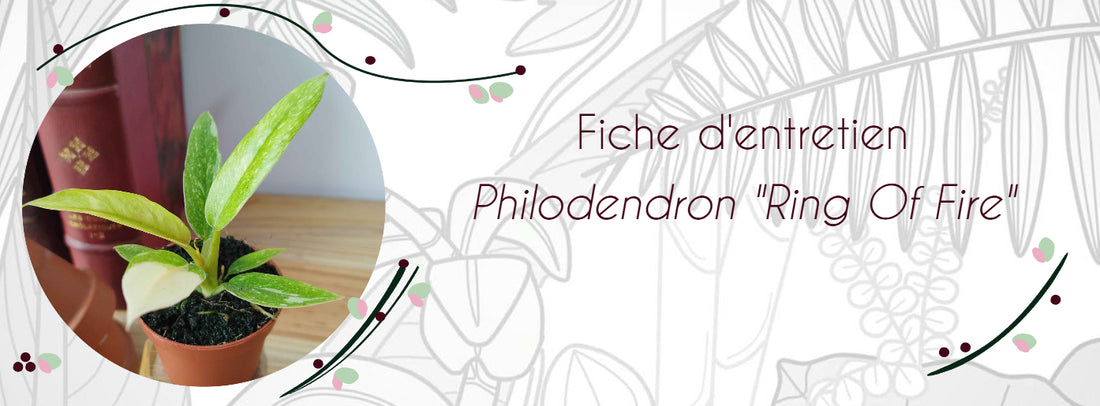 Philodendron 'Ring of Fire'