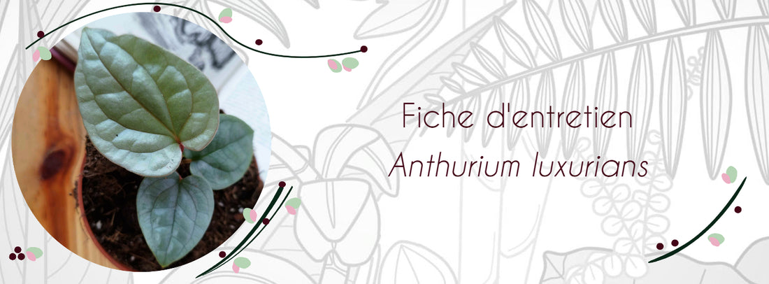 Fiche d'entretien Anthurium luxurians
