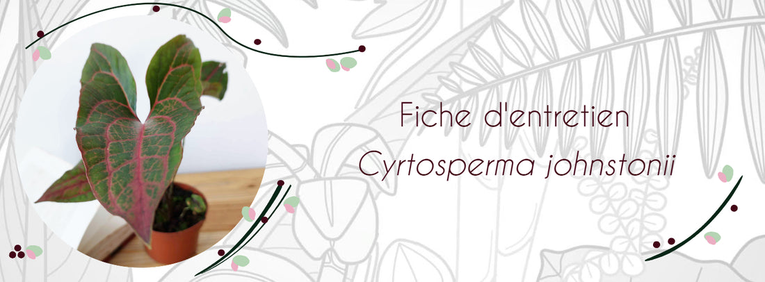 Fiche d'entretien Cyrtosperma johnstonii