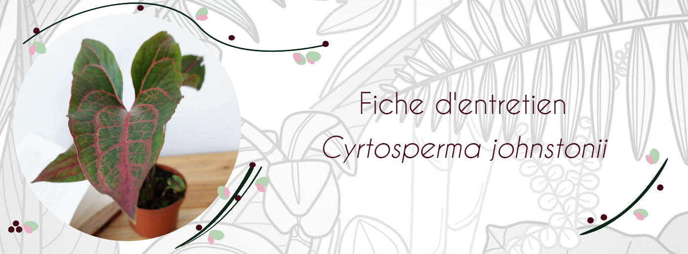Fiche d'entretien Cyrtosperma johnstonii