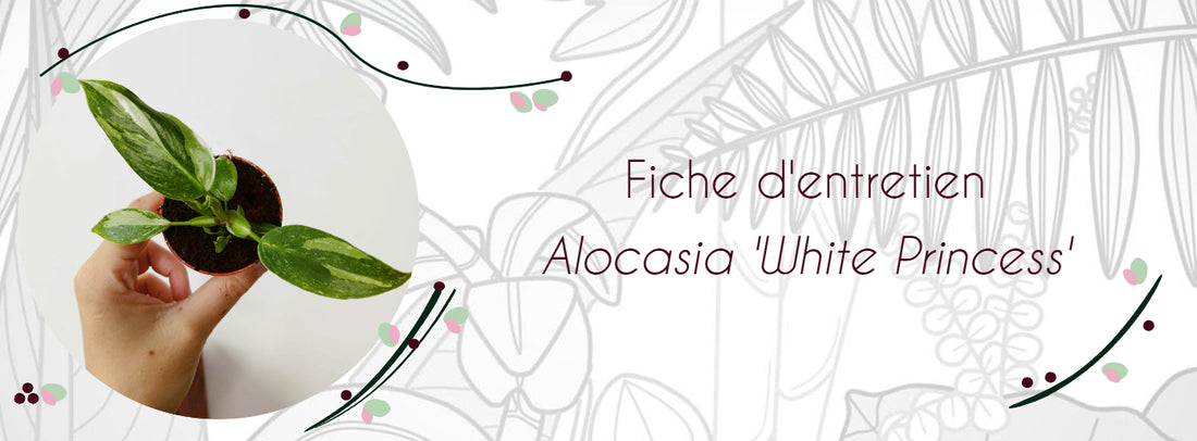 Fiche d'entretien Philodendron White Princess