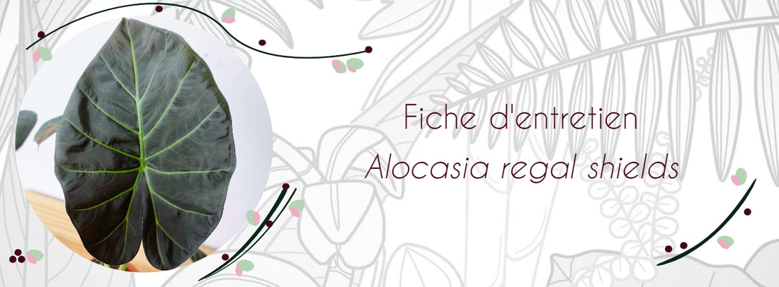 Alocasia regal shields fiche d'entretien