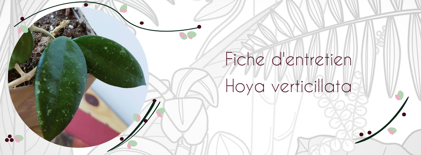 Entretien Hoya verticillata