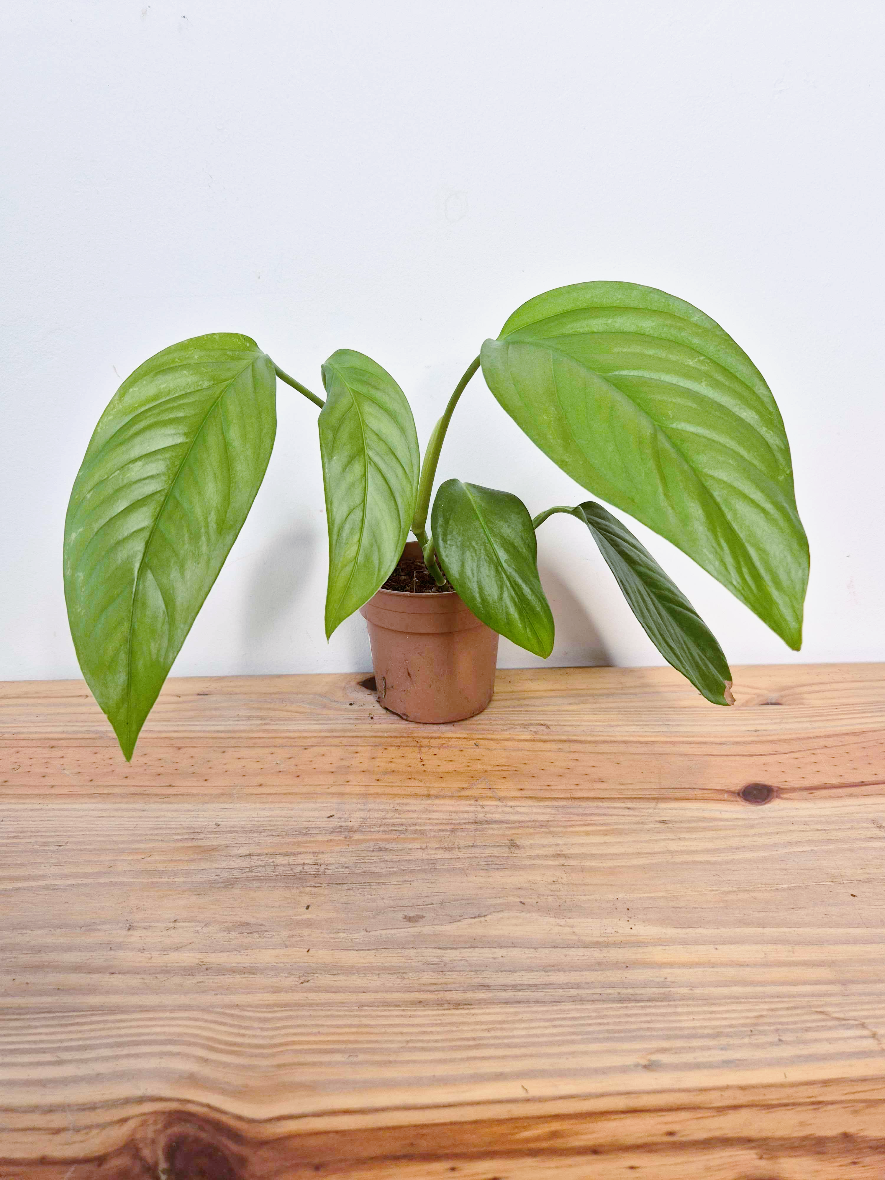 Monstera obliqua 'Napo' - Imparfaite