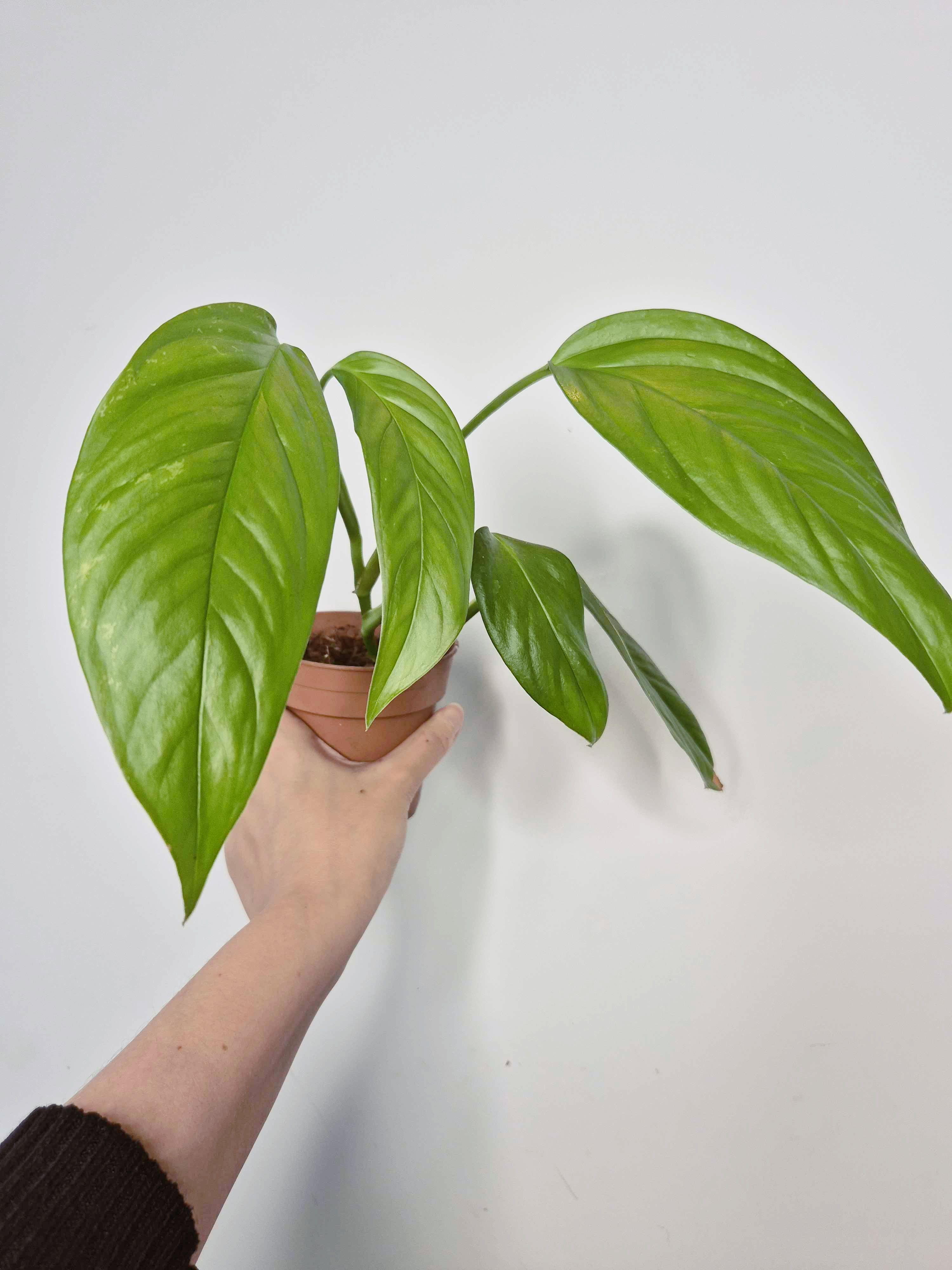 Monstera obliqua 'Napo' - Imparfaite