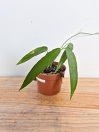 Monstera obliqua 'Yasuni' - Imparfaite