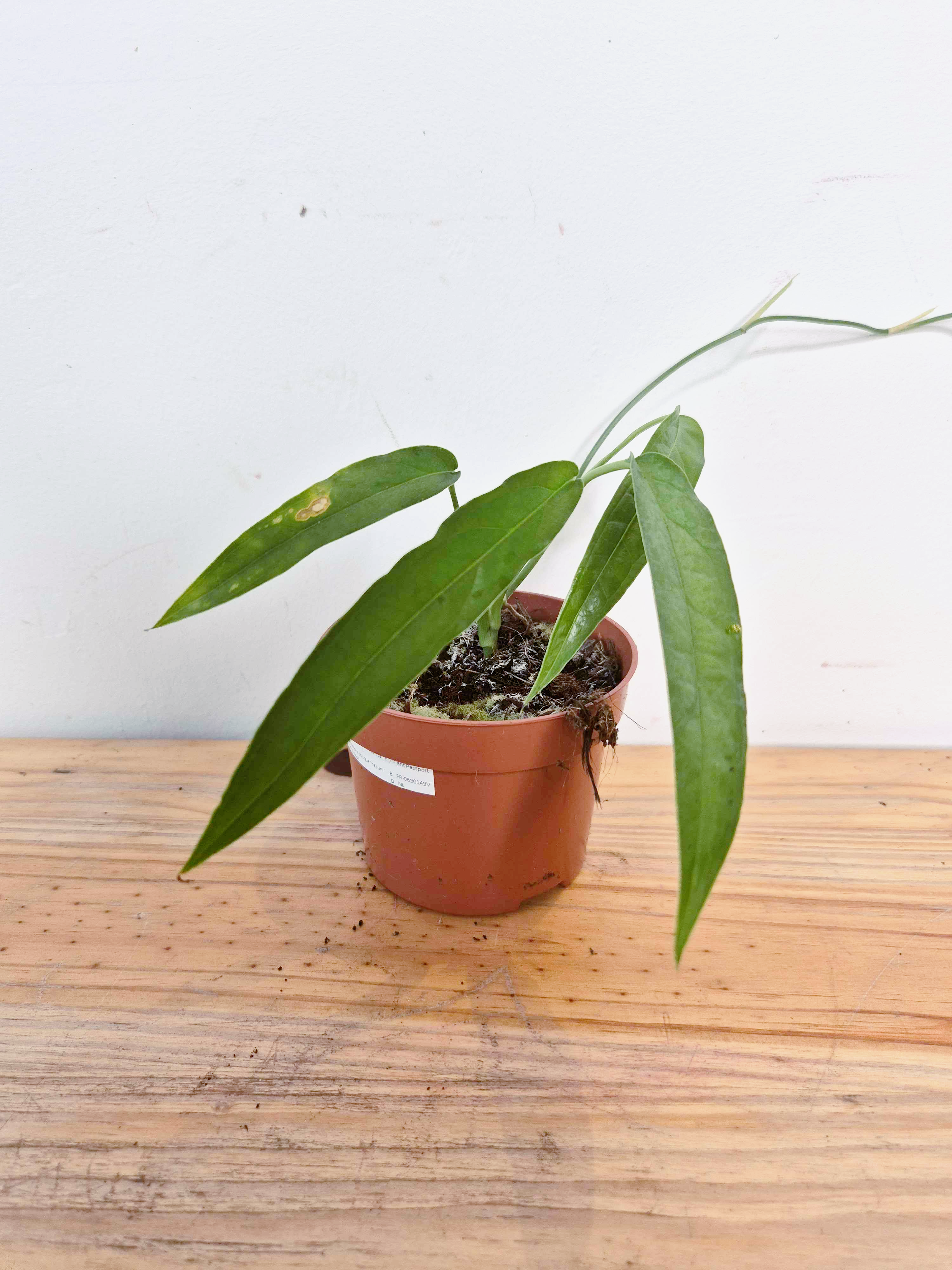 Monstera obliqua 'Yasuni' - Imparfaite