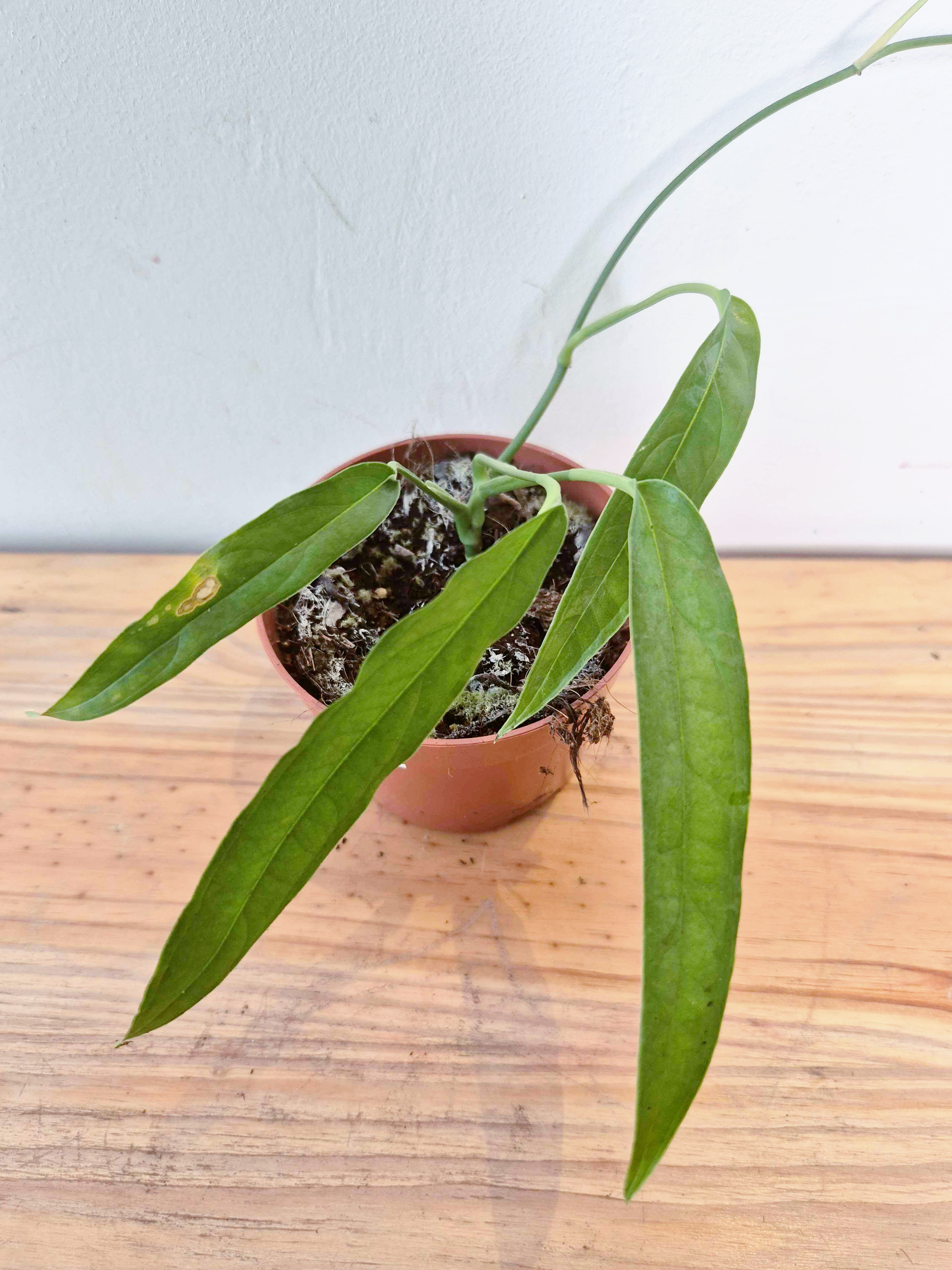 Monstera obliqua 'Yasuni' - Imparfaite