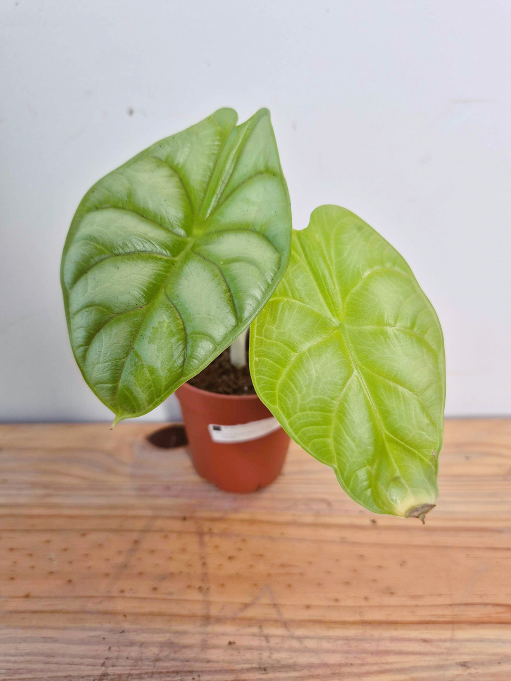 Alocasia baginda Golden Dragon - Imparfaite