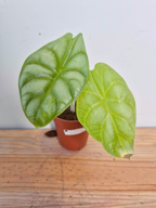 Alocasia baginda Golden Dragon - Imparfaite
