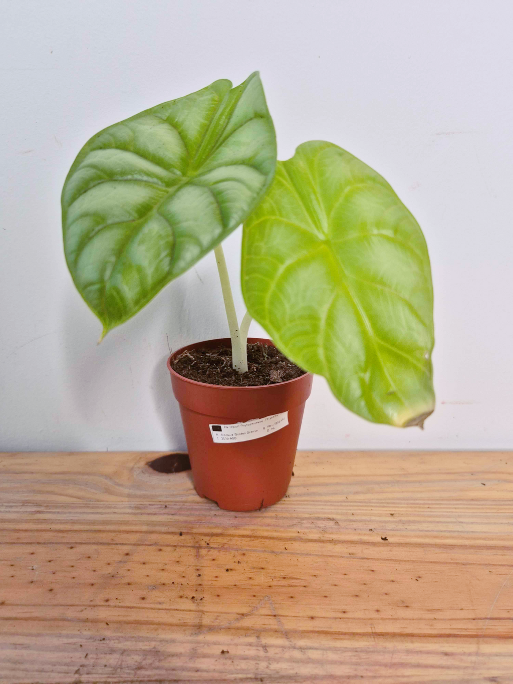 Alocasia baginda Golden Dragon - Imparfaite