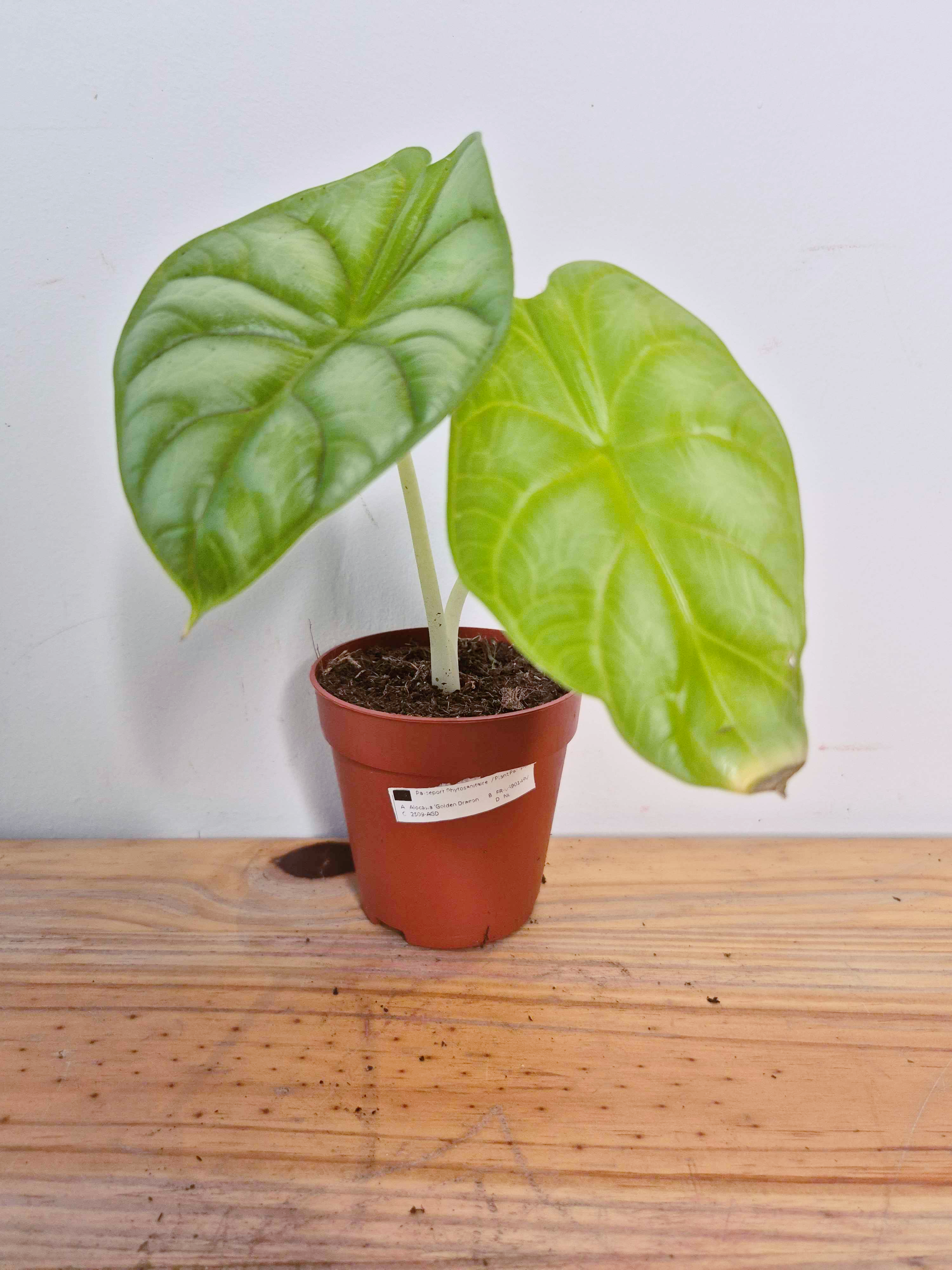 Alocasia baginda Golden Dragon - Imparfaite