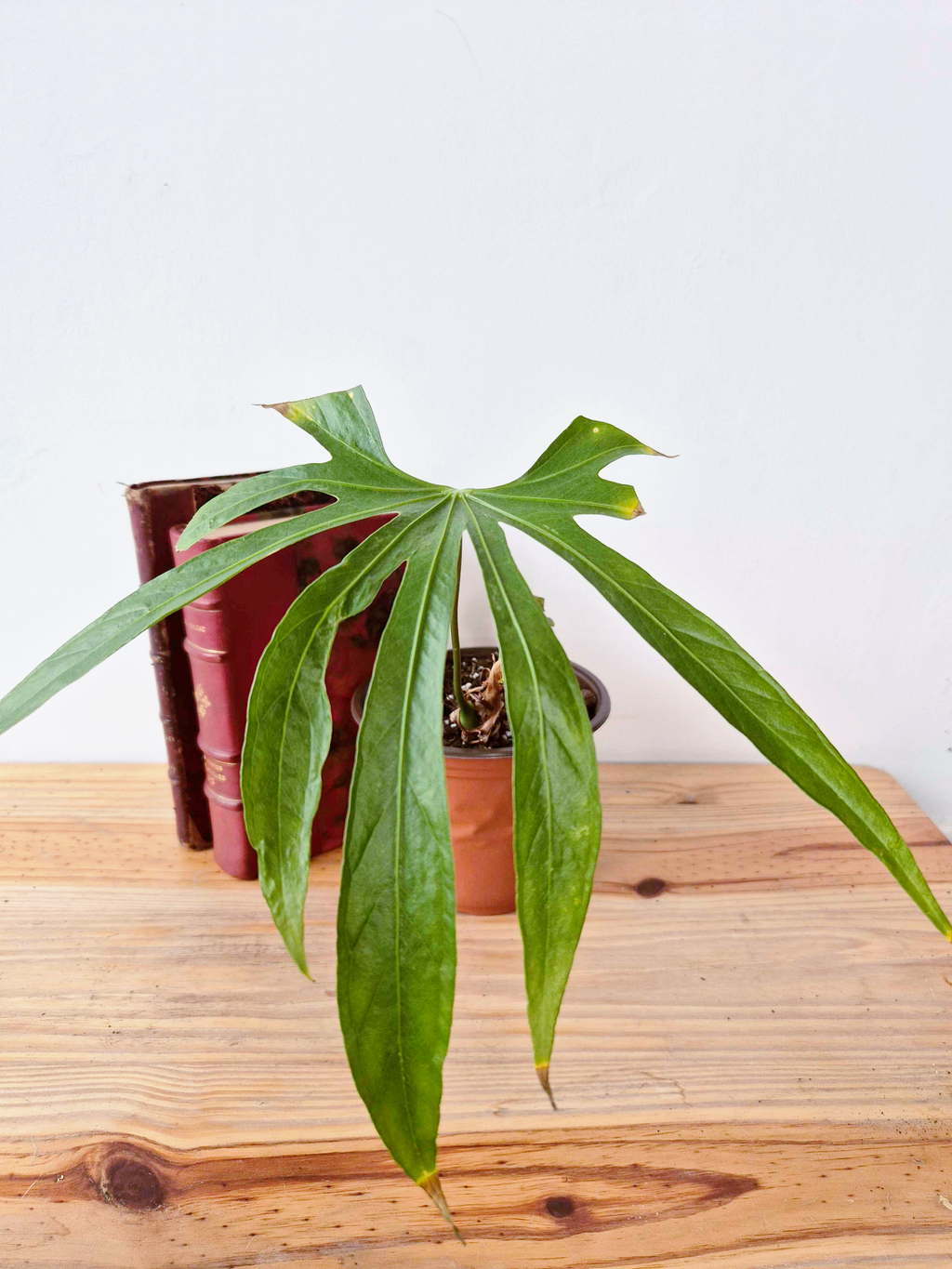 Anthurium pedatoradiatum - IMPARFAITE