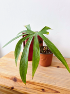Anthurium pedatoradiatum - IMPARFAITE