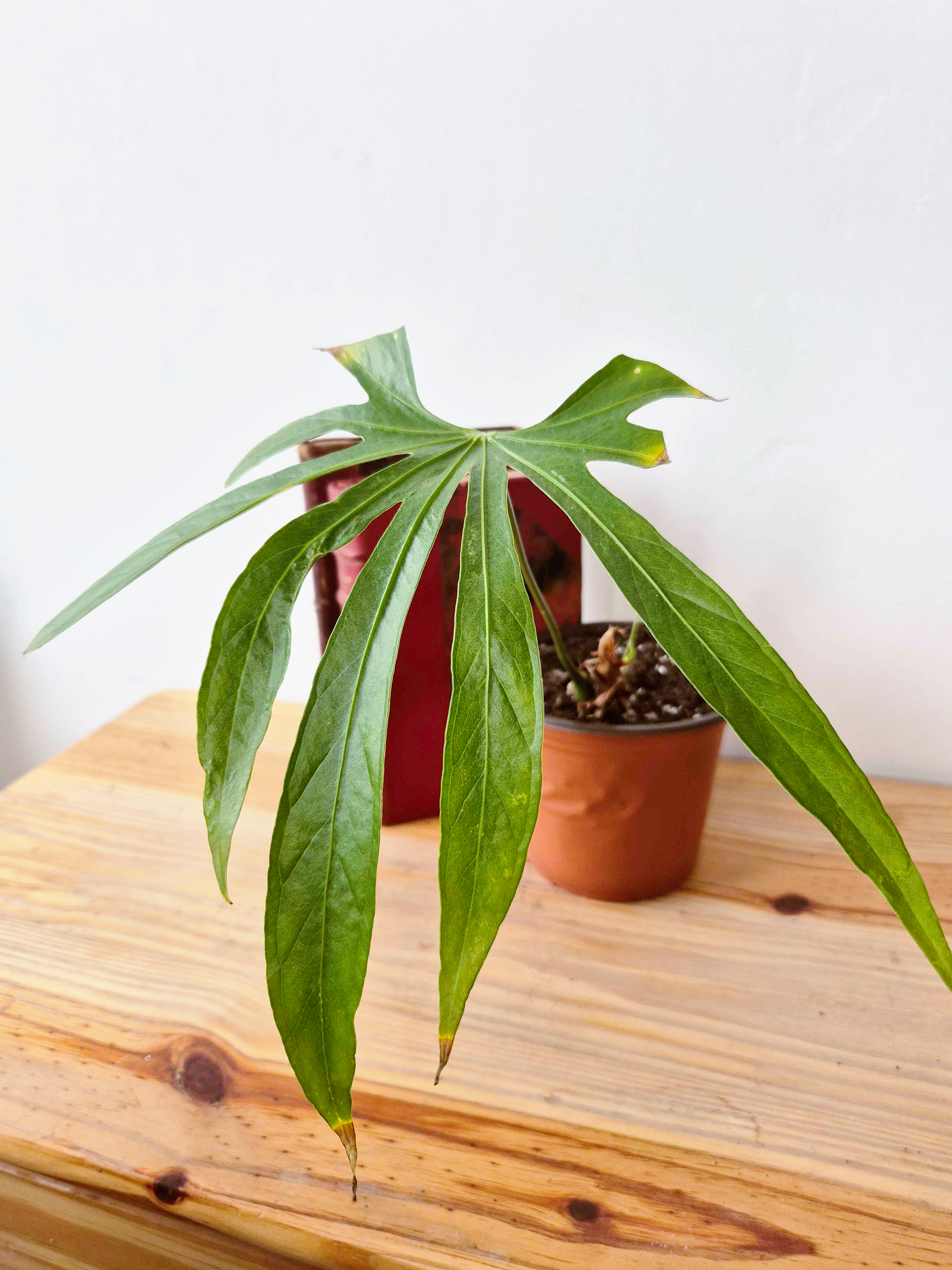 Anthurium pedatoradiatum - IMPARFAITE