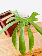 Anthurium pedatoradiatum - IMPARFAITE