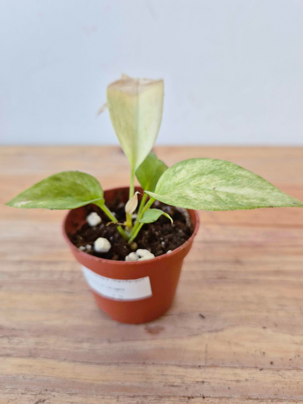 Anthurium vittariifolium 'Variegata' - IMPARFAITE