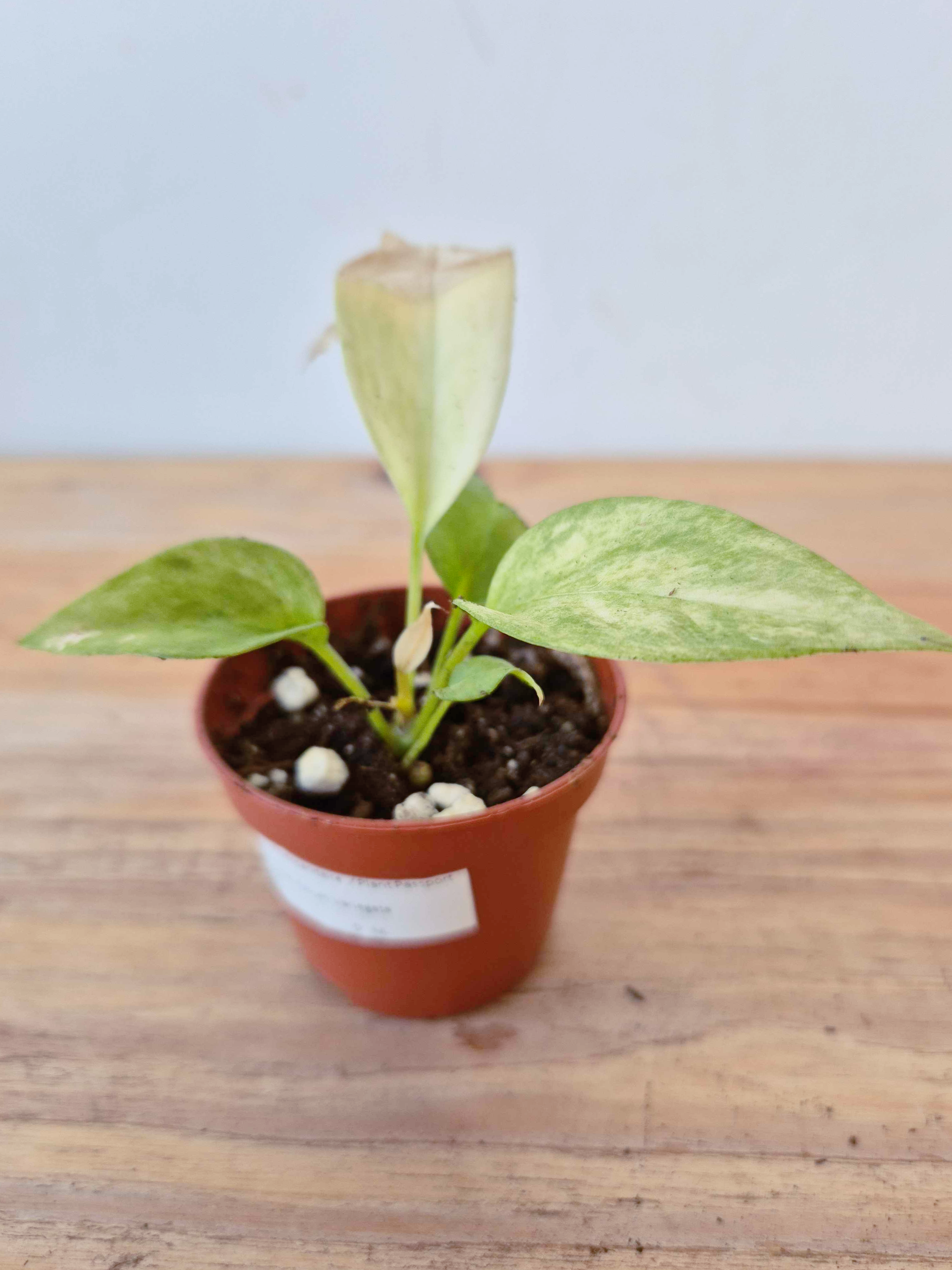 Anthurium vittariifolium 'Variegata' - IMPARFAITE