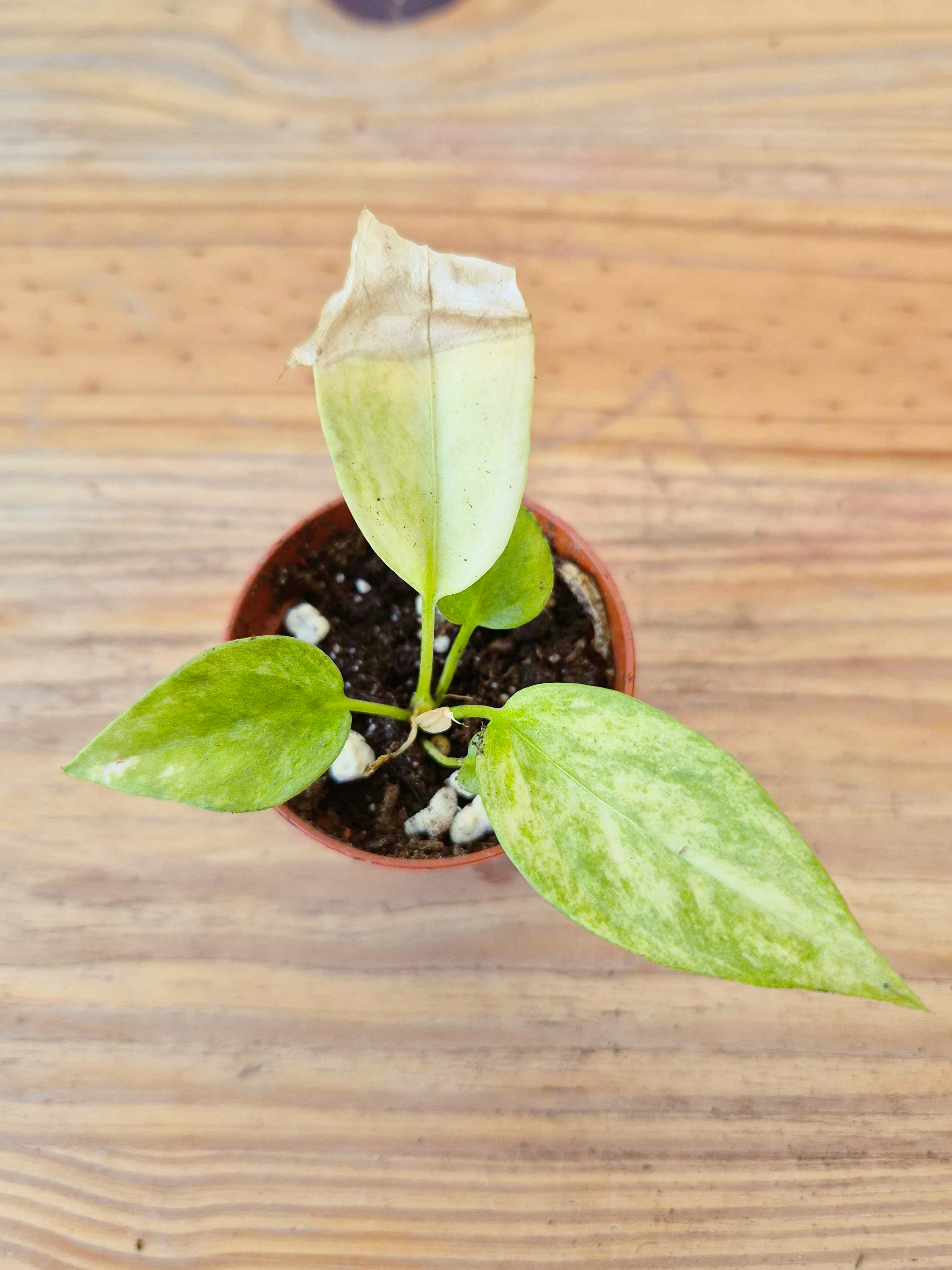 Anthurium vittariifolium 'Variegata' - IMPARFAITE