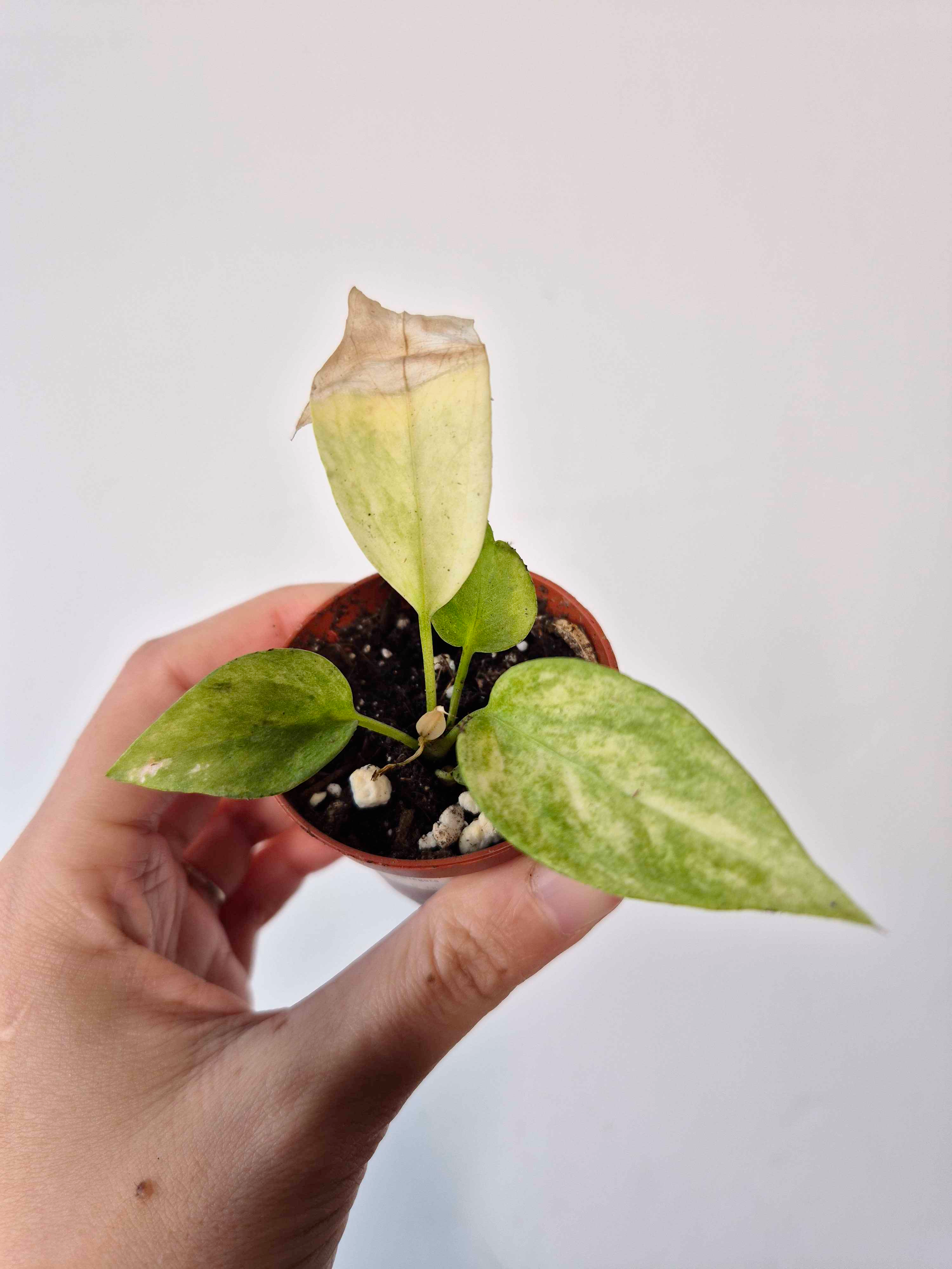 Anthurium vittariifolium 'Variegata' - IMPARFAITE