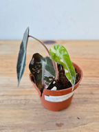 Alocasia amazonica 'Bambino' Pink Variegata - IMPARFAITE