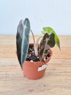 Alocasia amazonica 'Bambino' Pink Variegata - IMPARFAITE