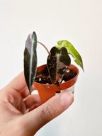 Alocasia amazonica 'Bambino' Pink Variegata - IMPARFAITE