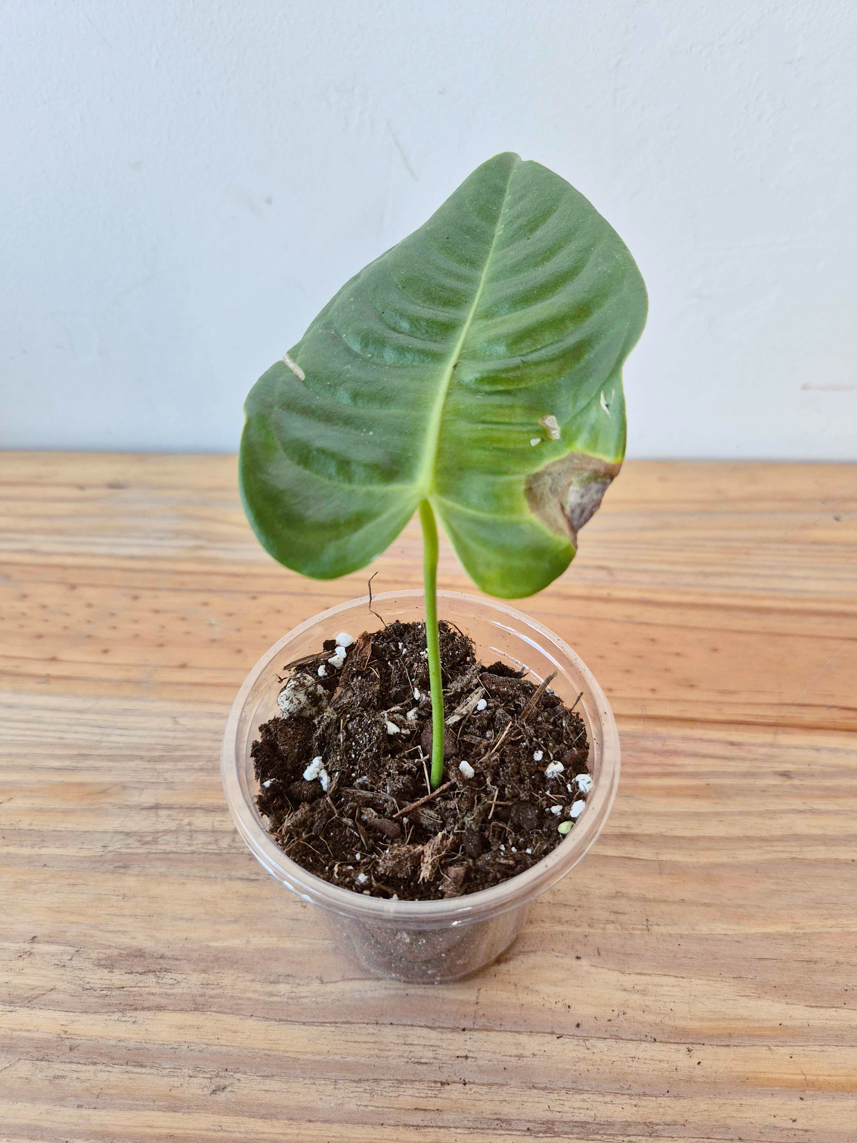 Anthurium veitchii - IMPARFAITE