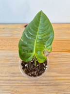 Anthurium veitchii - IMPARFAITE