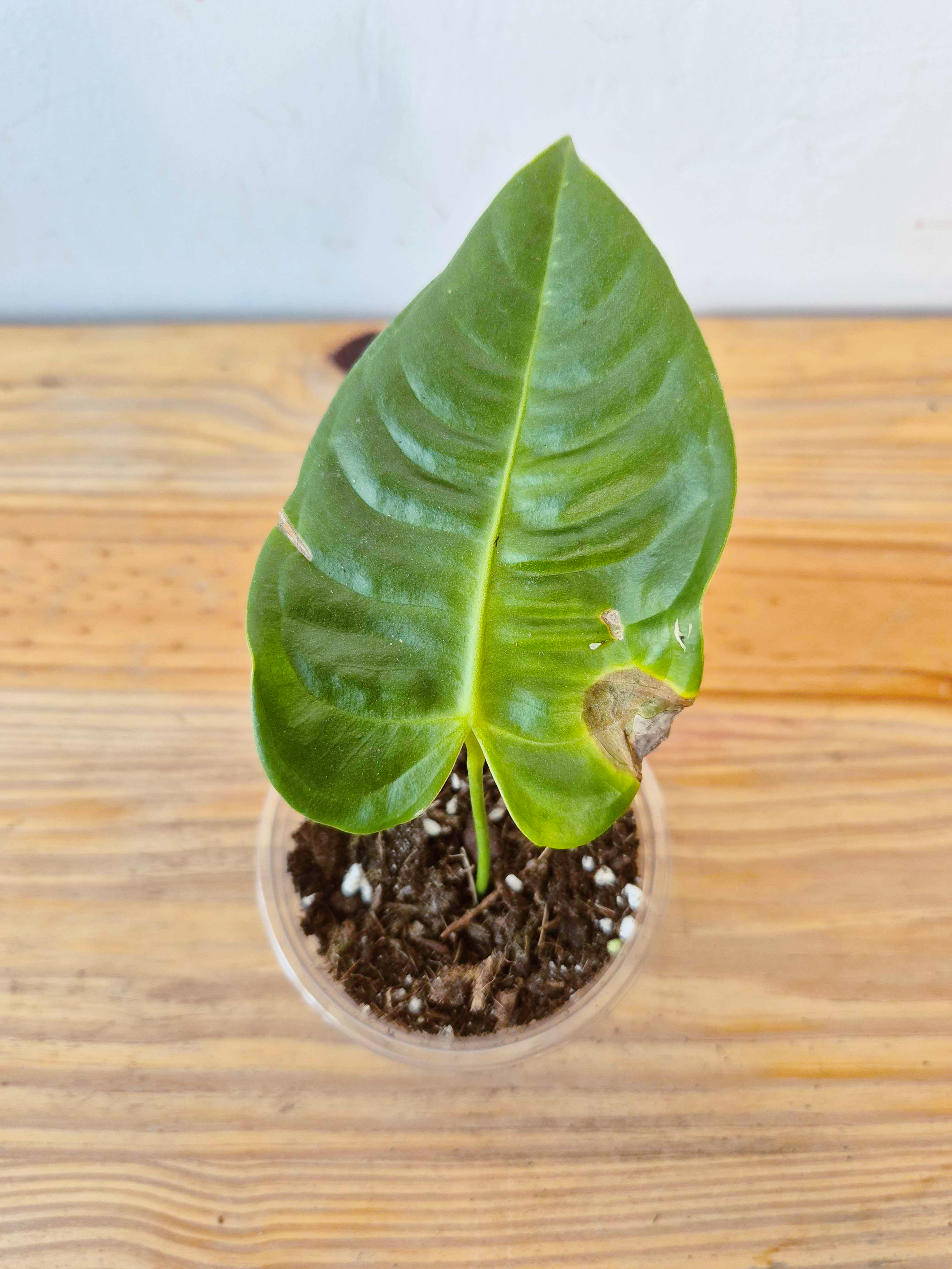 Anthurium veitchii - IMPARFAITE