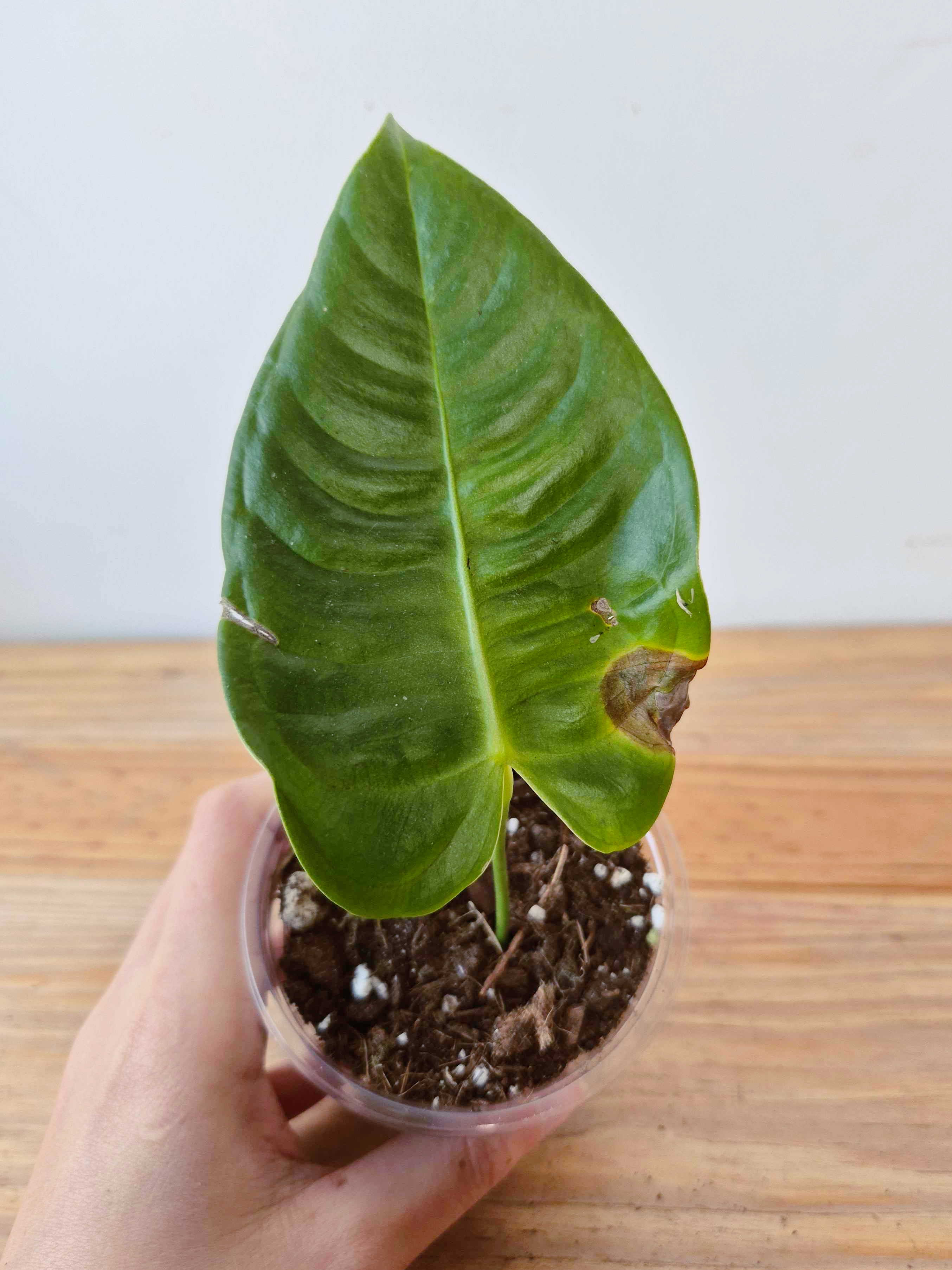 Anthurium veitchii - IMPARFAITE