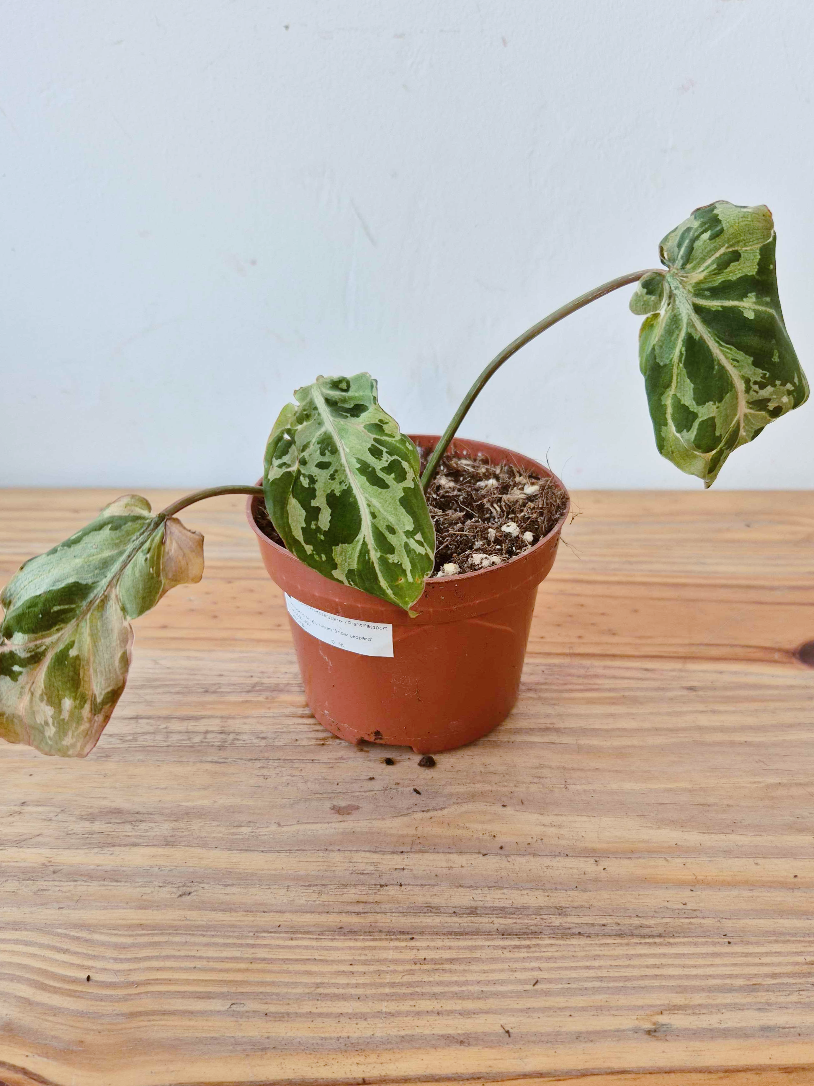 Philodendron gloriosum 'Snow Leopard' - IMPARFAITE