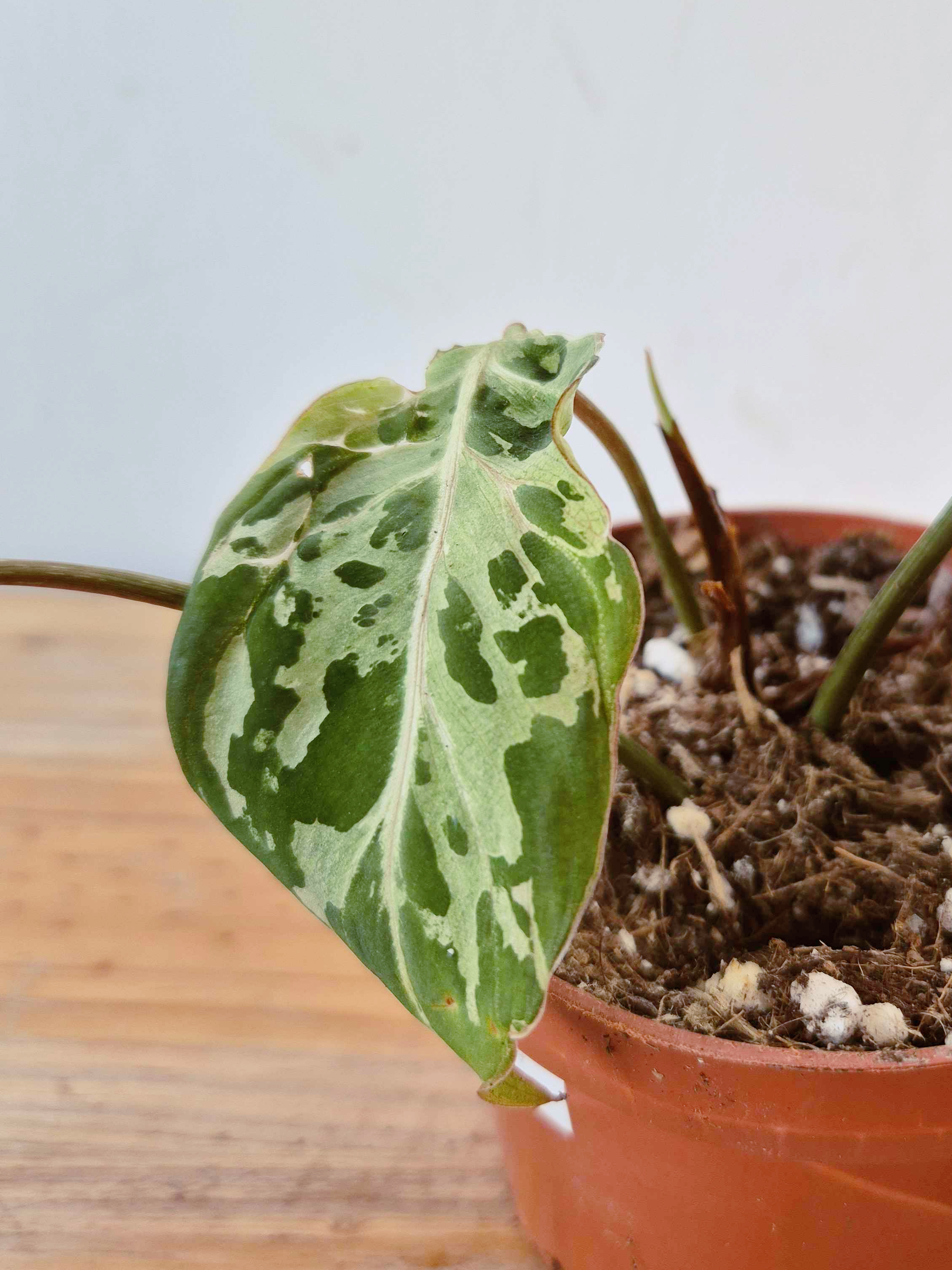Philodendron gloriosum 'Snow Leopard' - IMPARFAITE