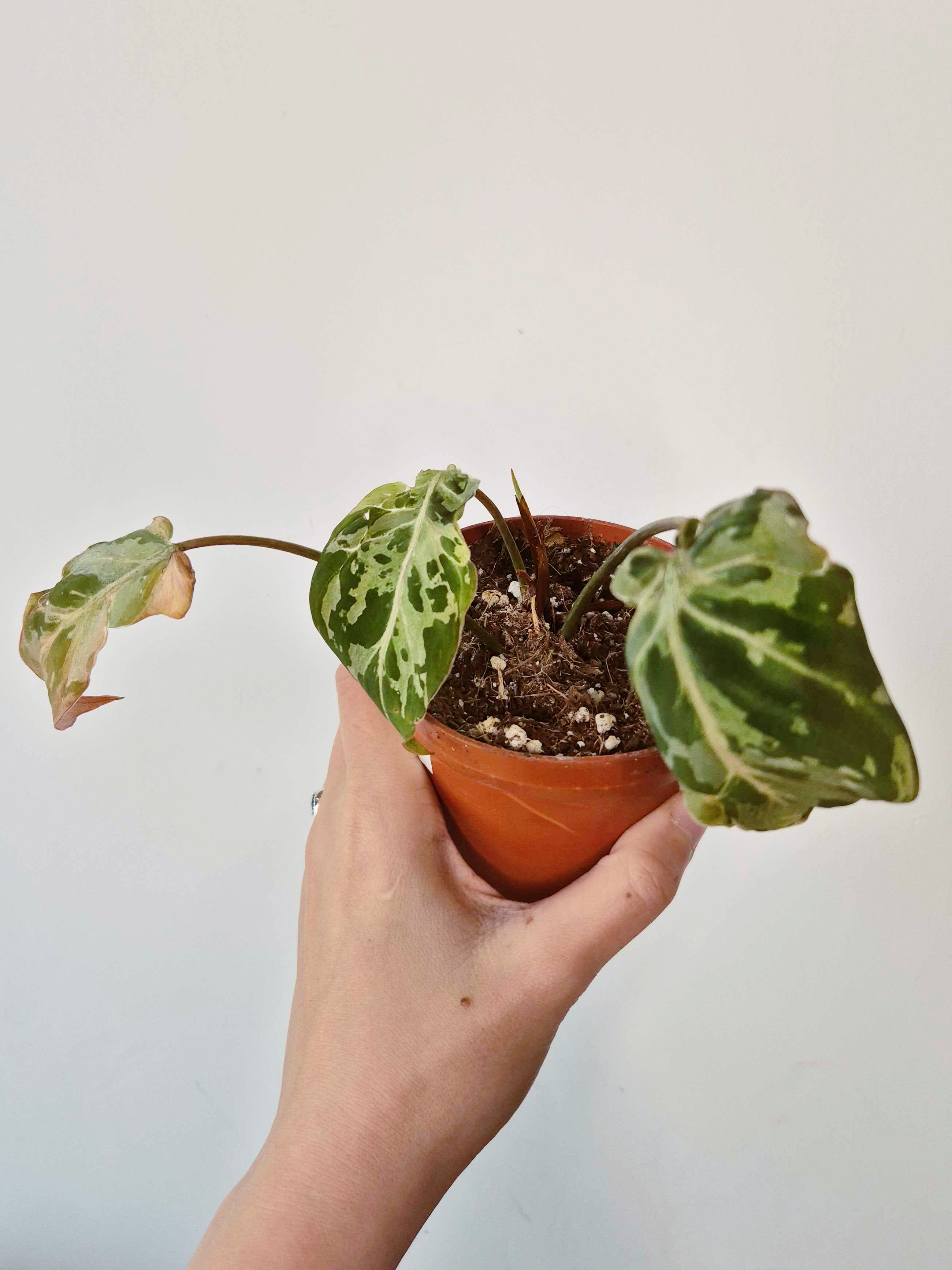 Philodendron gloriosum 'Snow Leopard' - IMPARFAITE